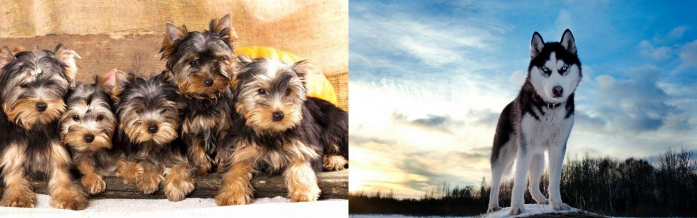 Alaskan Husky vs Yorkshire Terrier - Breed Comparison