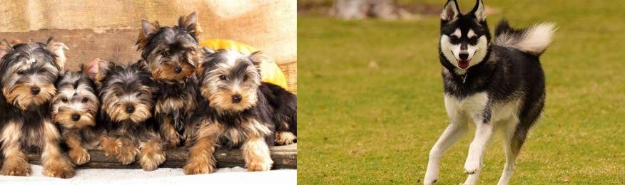 Alaskan Klee Kai vs Yorkshire Terrier - Breed Comparison