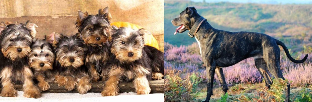 Alaunt vs Yorkshire Terrier - Breed Comparison