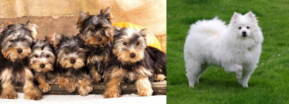 American Eskimo Dog vs Yorkshire Terrier - Breed Comparison