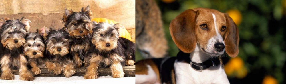 American Foxhound vs Yorkshire Terrier - Breed Comparison