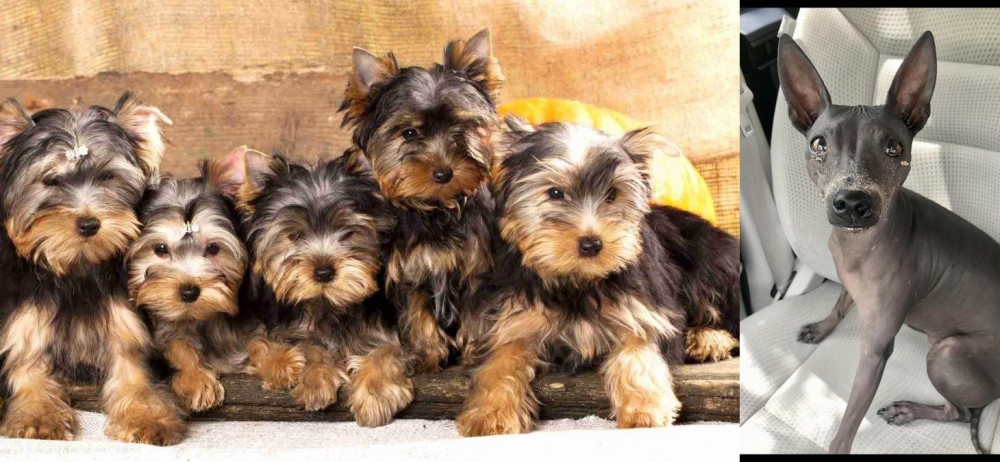 American Hairless Terrier vs Yorkshire Terrier - Breed Comparison