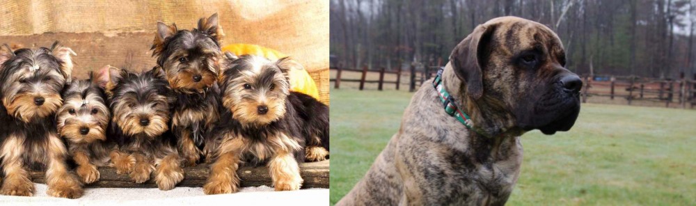American Mastiff vs Yorkshire Terrier - Breed Comparison