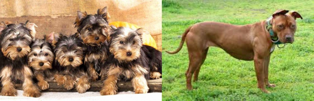 American Pit Bull Terrier vs Yorkshire Terrier - Breed Comparison