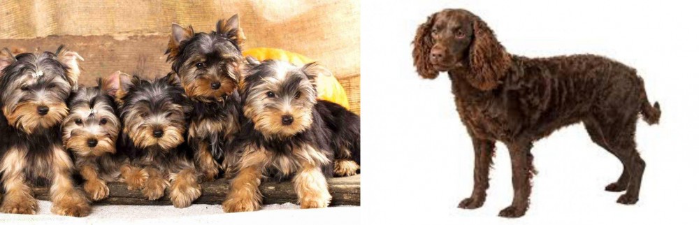 American Water Spaniel vs Yorkshire Terrier - Breed Comparison