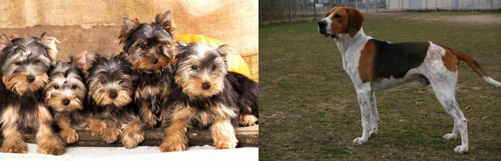 Anglo-Francais de Petite Venerie vs Yorkshire Terrier - Breed Comparison