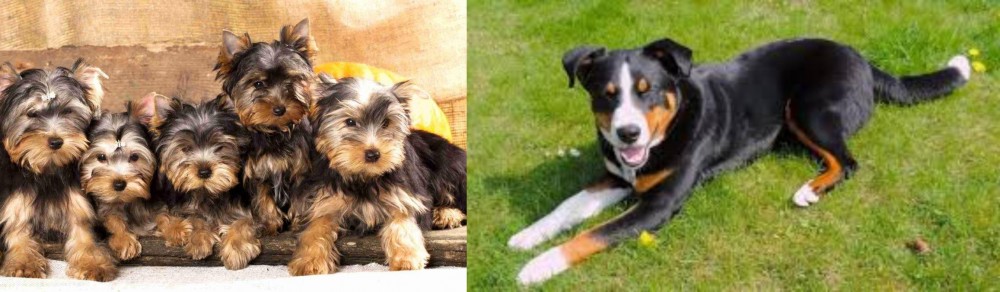 Appenzell Mountain Dog vs Yorkshire Terrier - Breed Comparison