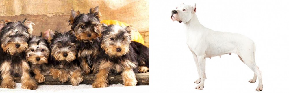 Argentine Dogo vs Yorkshire Terrier - Breed Comparison