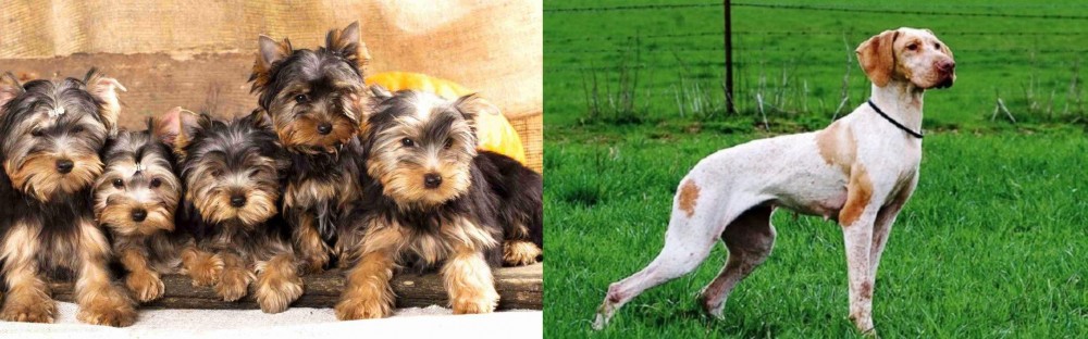 Ariege Pointer vs Yorkshire Terrier - Breed Comparison