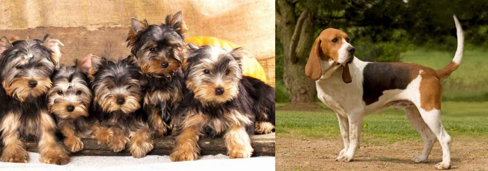 Artois Hound vs Yorkshire Terrier - Breed Comparison