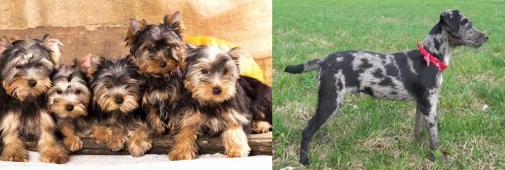 Atlas Terrier vs Yorkshire Terrier - Breed Comparison