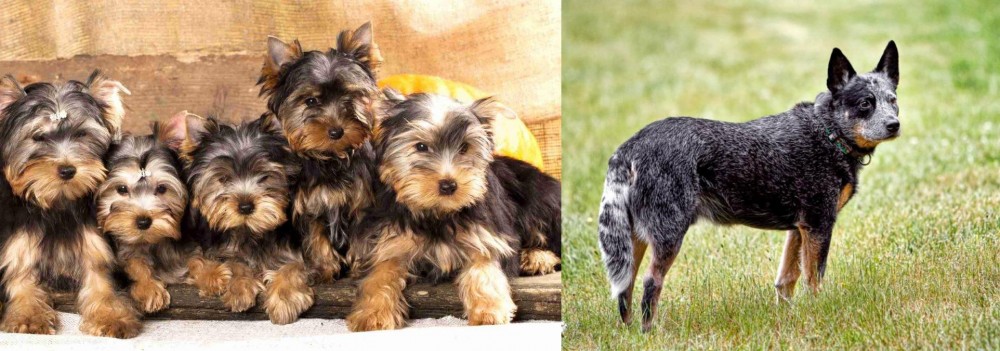 Austrailian Blue Heeler vs Yorkshire Terrier - Breed Comparison