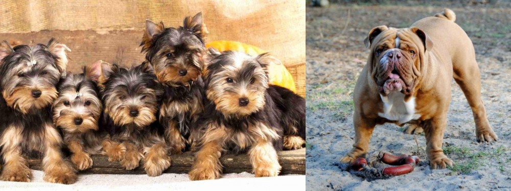 Australian Bulldog vs Yorkshire Terrier - Breed Comparison