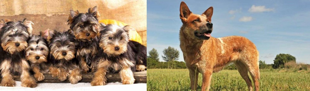 Australian Red Heeler vs Yorkshire Terrier - Breed Comparison