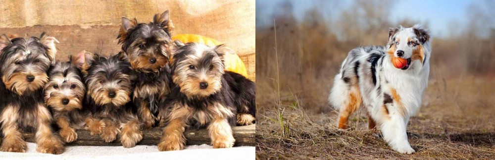 Australian Shepherd vs Yorkshire Terrier - Breed Comparison