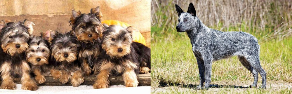 Australian Stumpy Tail Cattle Dog vs Yorkshire Terrier - Breed Comparison