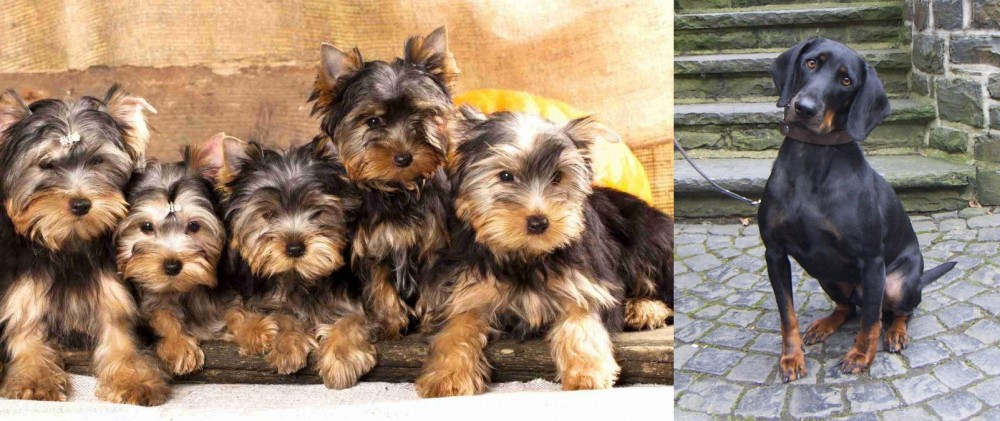 Austrian Black and Tan Hound vs Yorkshire Terrier - Breed Comparison