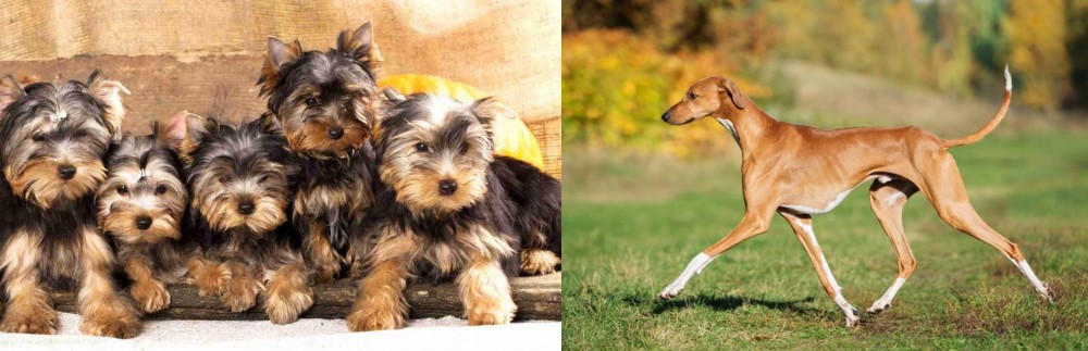 Azawakh vs Yorkshire Terrier - Breed Comparison
