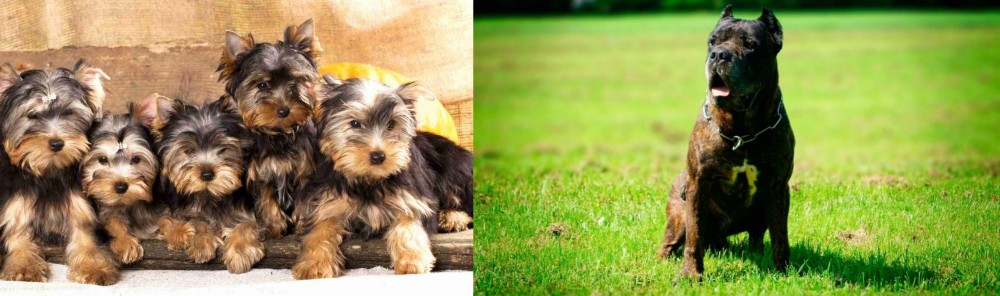 Bandog vs Yorkshire Terrier - Breed Comparison