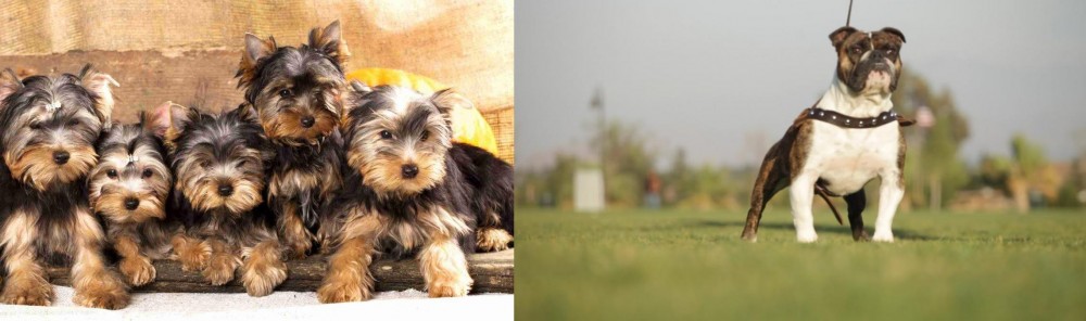Bantam Bulldog vs Yorkshire Terrier - Breed Comparison