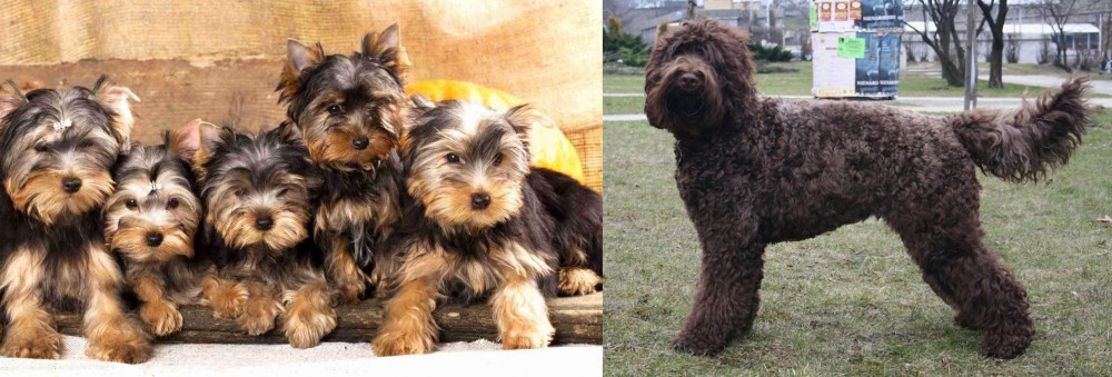 Barbet vs Yorkshire Terrier - Breed Comparison