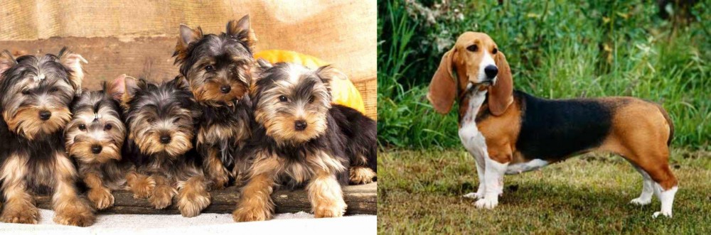 Basset Artesien Normand vs Yorkshire Terrier - Breed Comparison