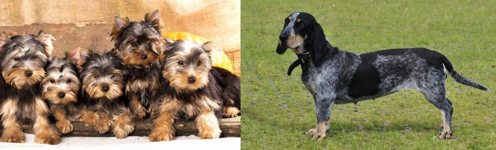 Basset Bleu de Gascogne vs Yorkshire Terrier - Breed Comparison