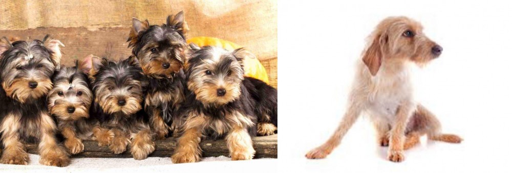 Basset Fauve de Bretagne vs Yorkshire Terrier - Breed Comparison