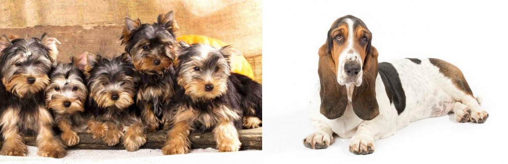 Basset Hound vs Yorkshire Terrier - Breed Comparison