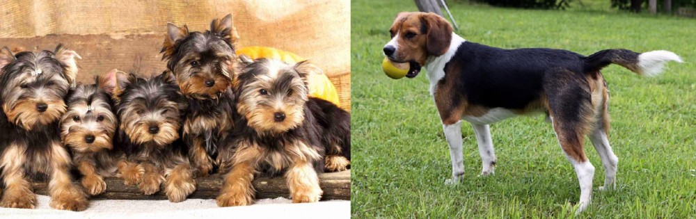 Beaglier vs Yorkshire Terrier - Breed Comparison