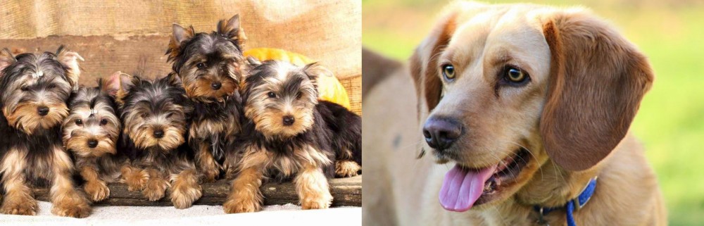 Beago vs Yorkshire Terrier - Breed Comparison