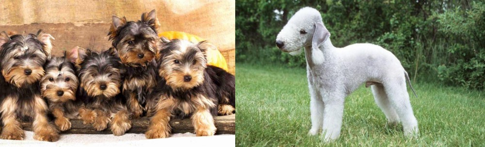 Bedlington Terrier vs Yorkshire Terrier - Breed Comparison