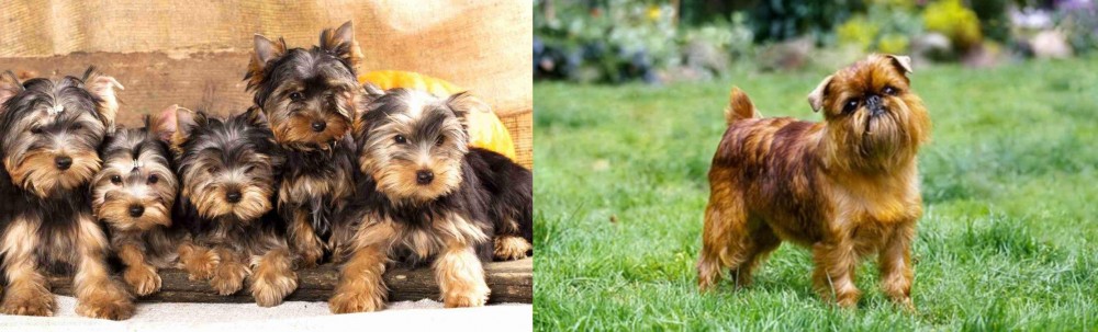 Belgian Griffon vs Yorkshire Terrier - Breed Comparison