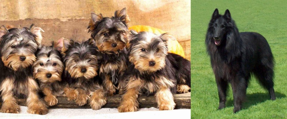 Belgian Shepherd Dog (Groenendael) vs Yorkshire Terrier - Breed Comparison