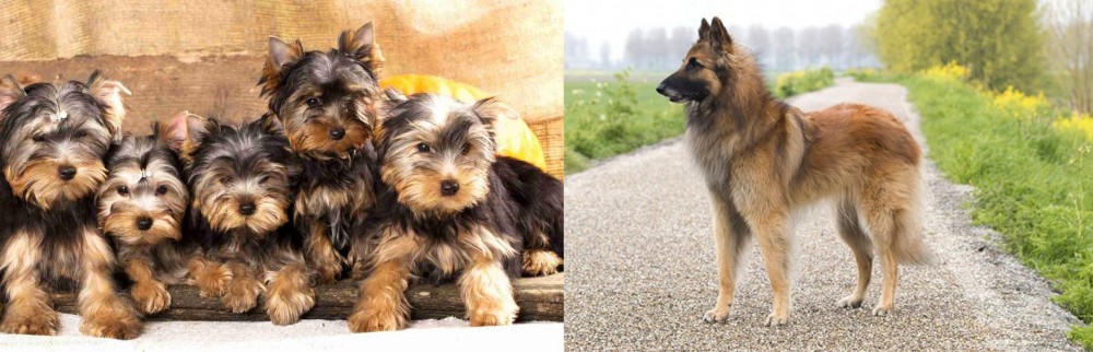 Belgian Shepherd Dog (Tervuren) vs Yorkshire Terrier - Breed Comparison