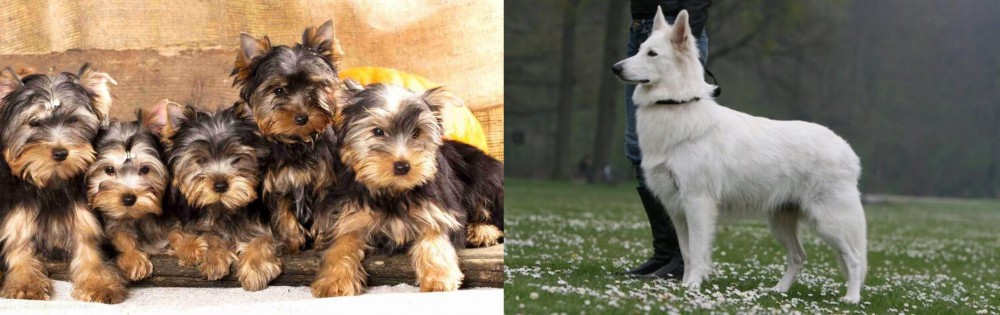 Berger Blanc Suisse vs Yorkshire Terrier - Breed Comparison