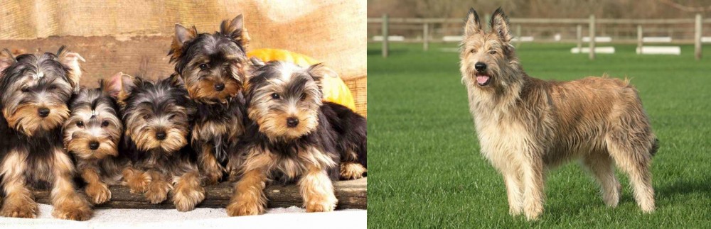 Berger Picard vs Yorkshire Terrier - Breed Comparison