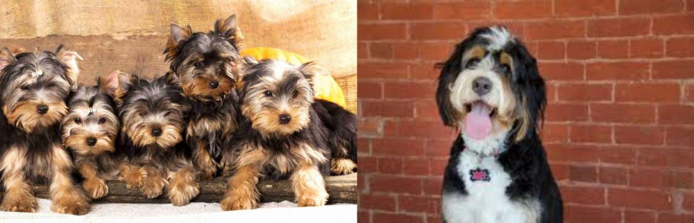 Bernedoodle vs Yorkshire Terrier - Breed Comparison