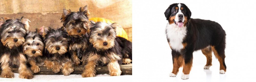 Bernese Mountain Dog vs Yorkshire Terrier - Breed Comparison