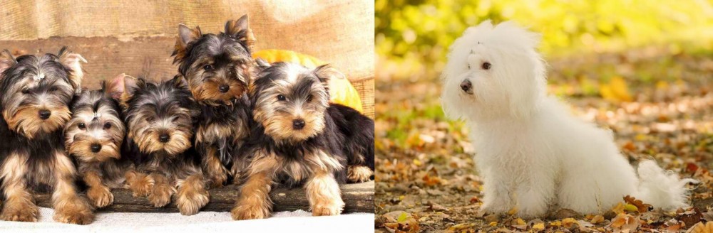 Bichon Bolognese vs Yorkshire Terrier - Breed Comparison