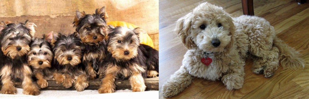 Bichonpoo vs Yorkshire Terrier - Breed Comparison