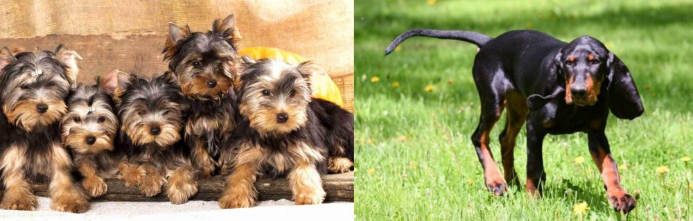 Black and Tan Coonhound vs Yorkshire Terrier - Breed Comparison