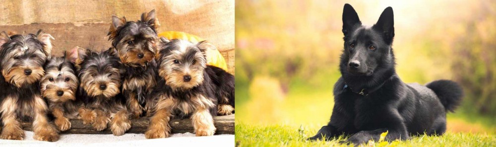 Black Norwegian Elkhound vs Yorkshire Terrier - Breed Comparison