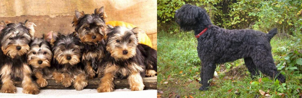 Black Russian Terrier vs Yorkshire Terrier - Breed Comparison