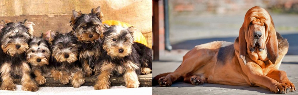 Bloodhound vs Yorkshire Terrier - Breed Comparison