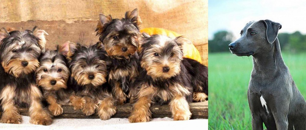 Blue Lacy vs Yorkshire Terrier - Breed Comparison