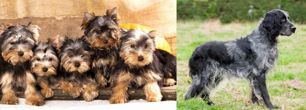 Blue Picardy Spaniel vs Yorkshire Terrier - Breed Comparison