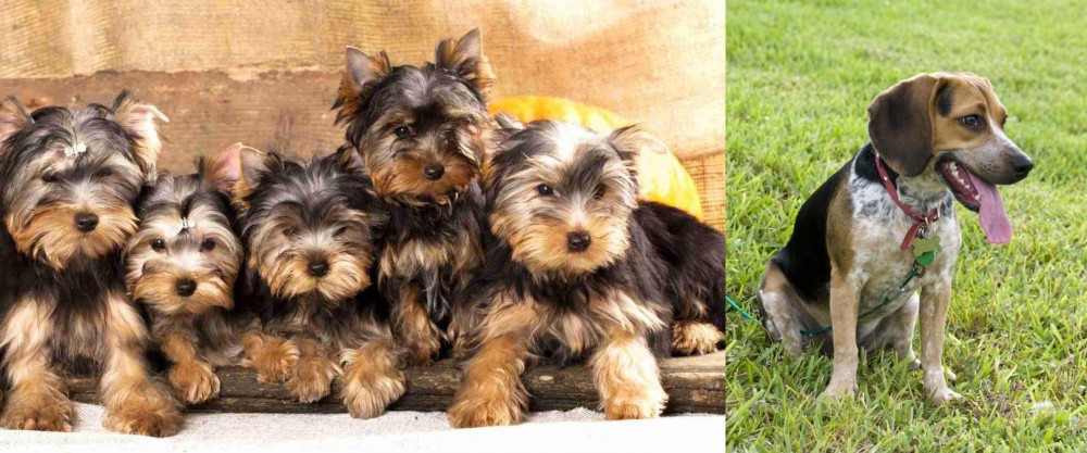 Bluetick Beagle vs Yorkshire Terrier - Breed Comparison
