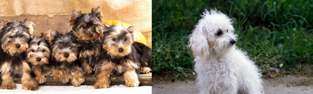 Bolognese vs Yorkshire Terrier - Breed Comparison