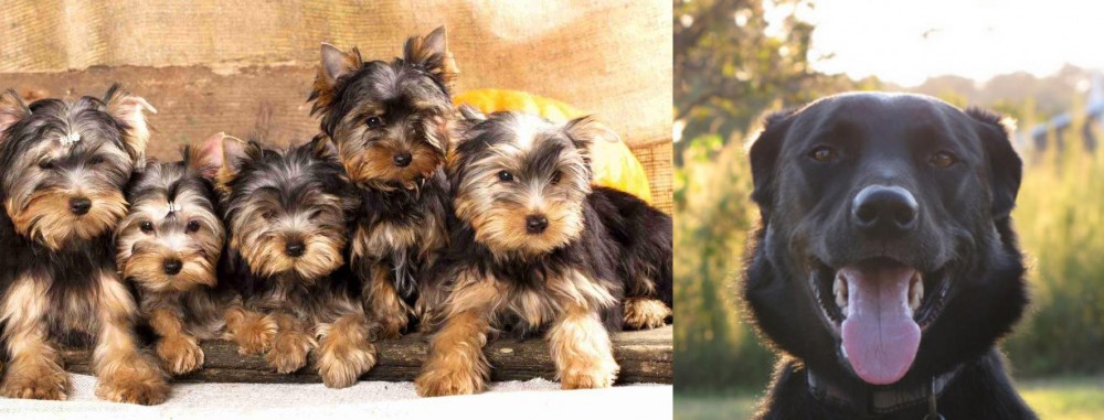 Borador vs Yorkshire Terrier - Breed Comparison